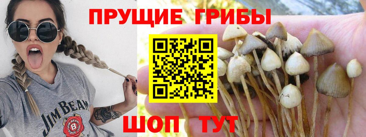 где продают   Вход с VPN  Алушта  Псилоцибиновые грибы Psilocybe  Псилоцибиновые грибы ЛСД 